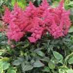 astilbe