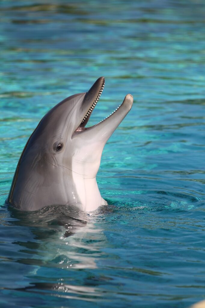 dolphin 2939189 1280