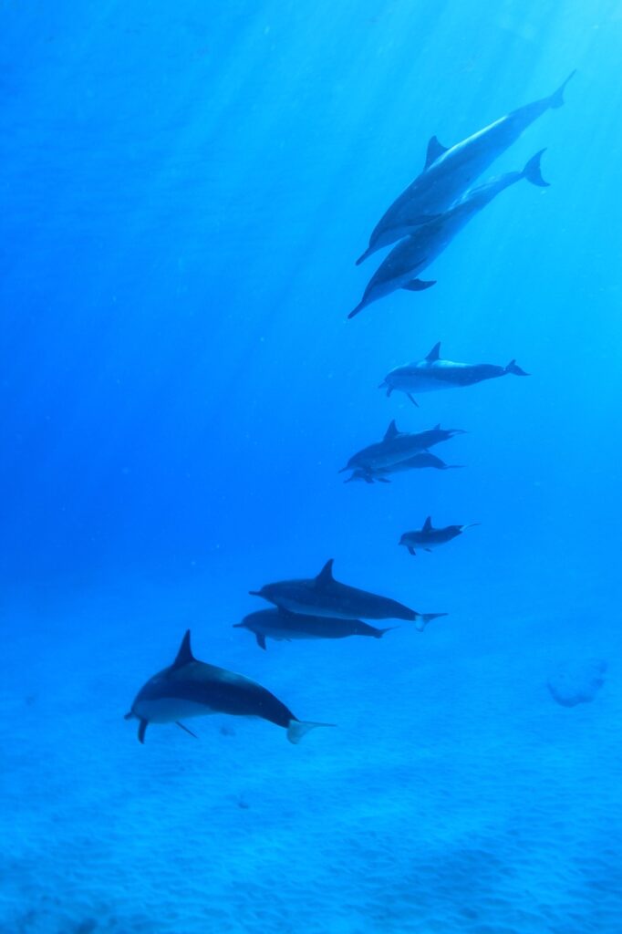 dolphins 788178 1280