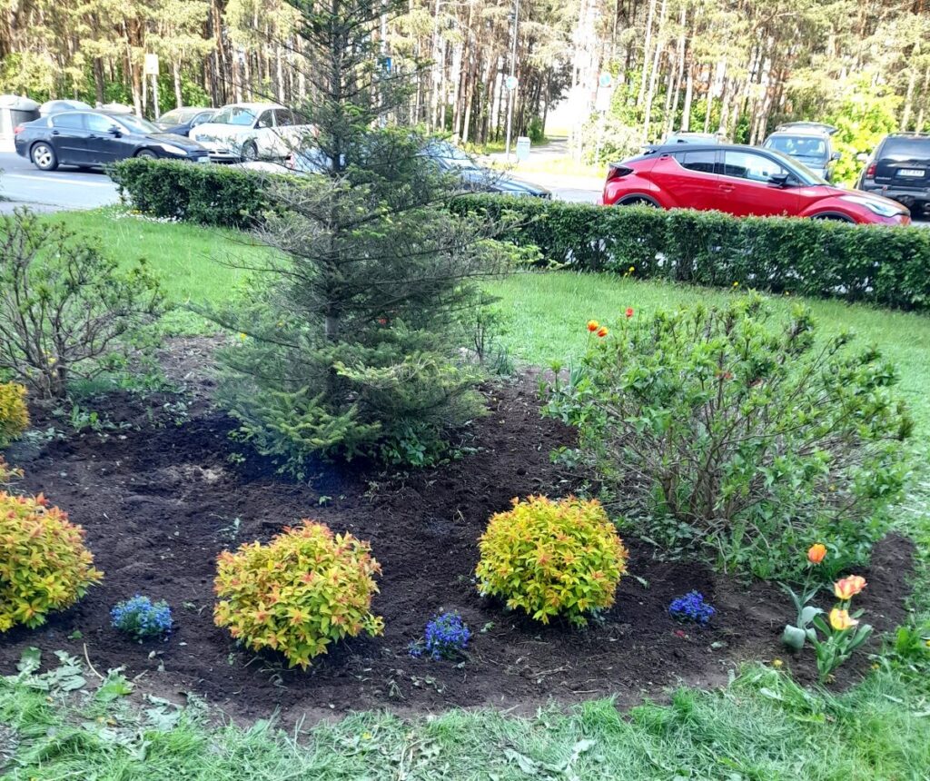 Hooldatud haljasala Seli kodu ees – peenral on kuusk, põõsad ja hiljuti istutatud suvelilled, taustal autod ja metsaserv.