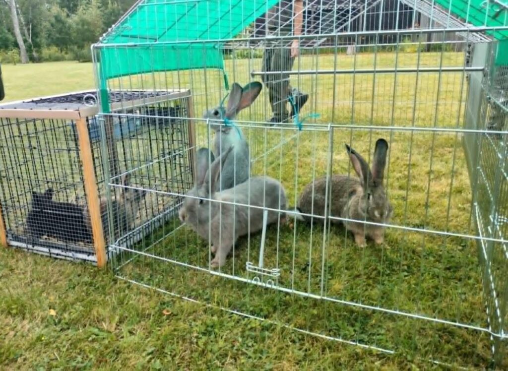 Küülikud on metallpuuris rohelisel murul