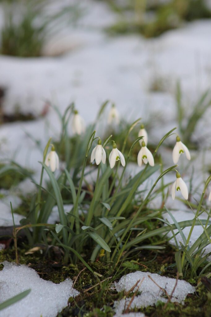 dominikrh flower 6950015 1280